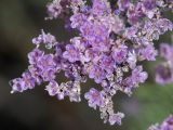 Limonium otolepis. Цветки. Узбекистан, Ферганская обл., 5 км СЗ г. Коканд, Кокандские пески, закреплённые пески. 18 мая 2023 г.