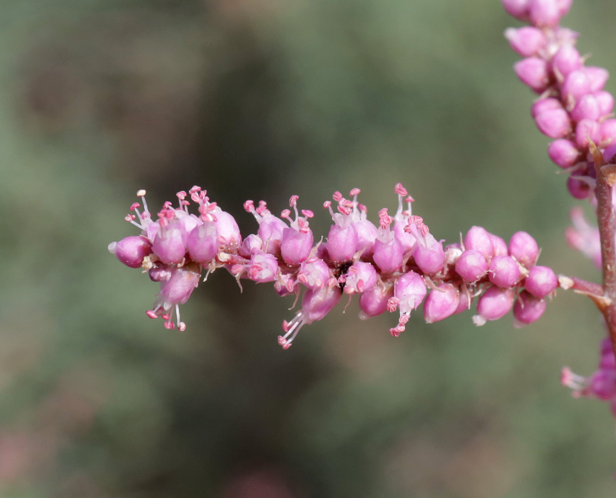 Image of Tamarix ramosissima specimen.