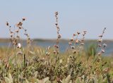 Limonium suffruticosum