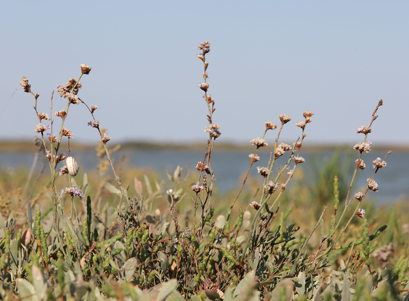 Image of Limonium suffruticosum specimen.