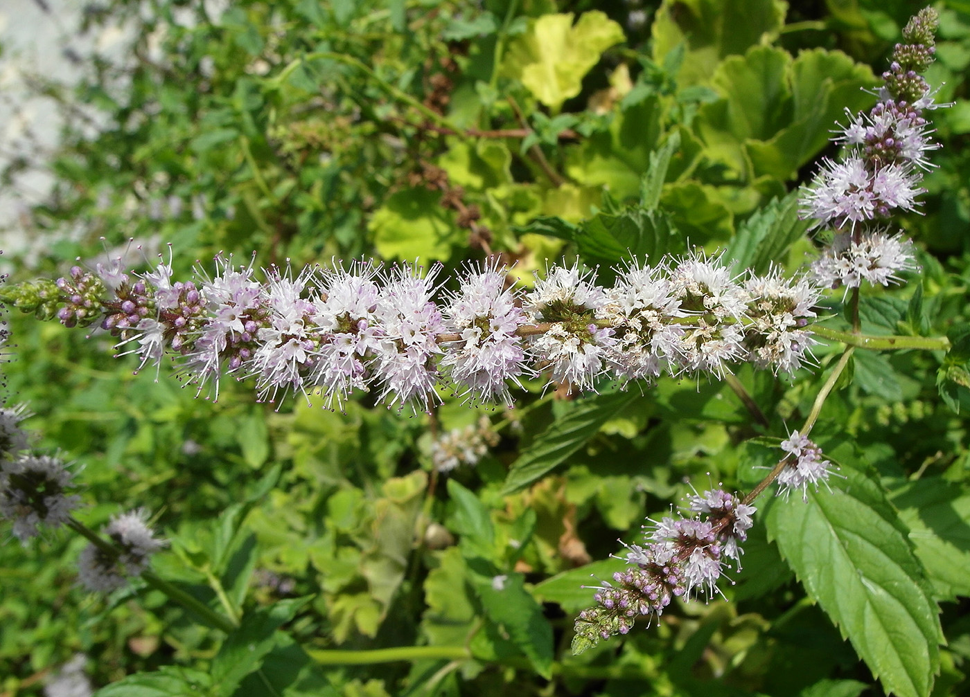 Image of Mentha &times; piperita specimen.