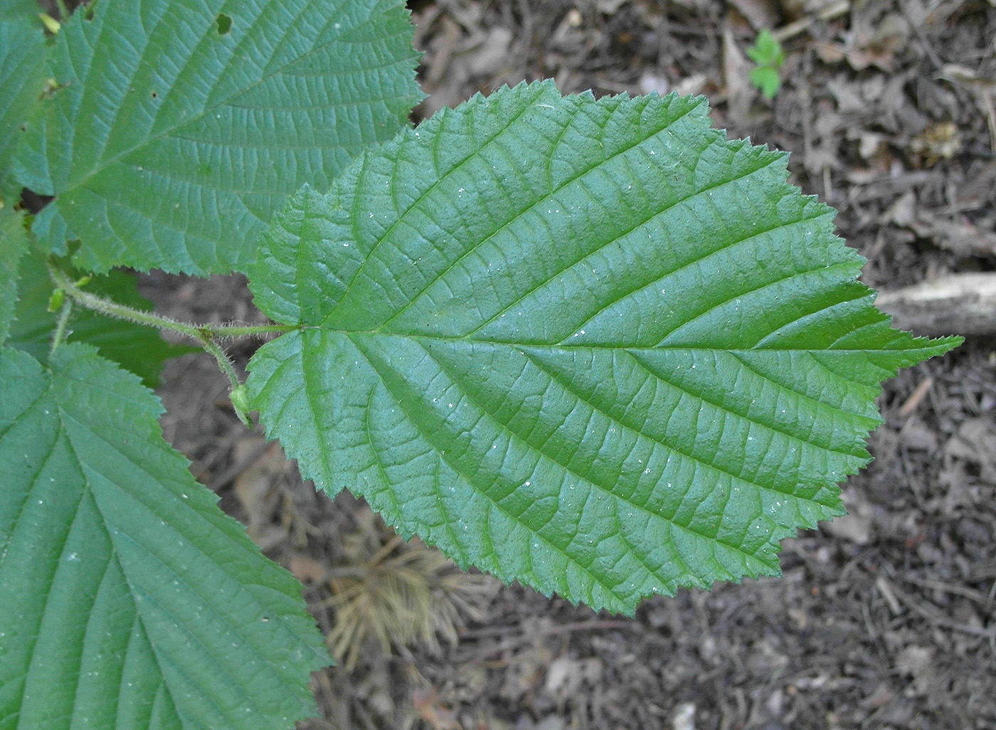 Image of Corylus avellana specimen.