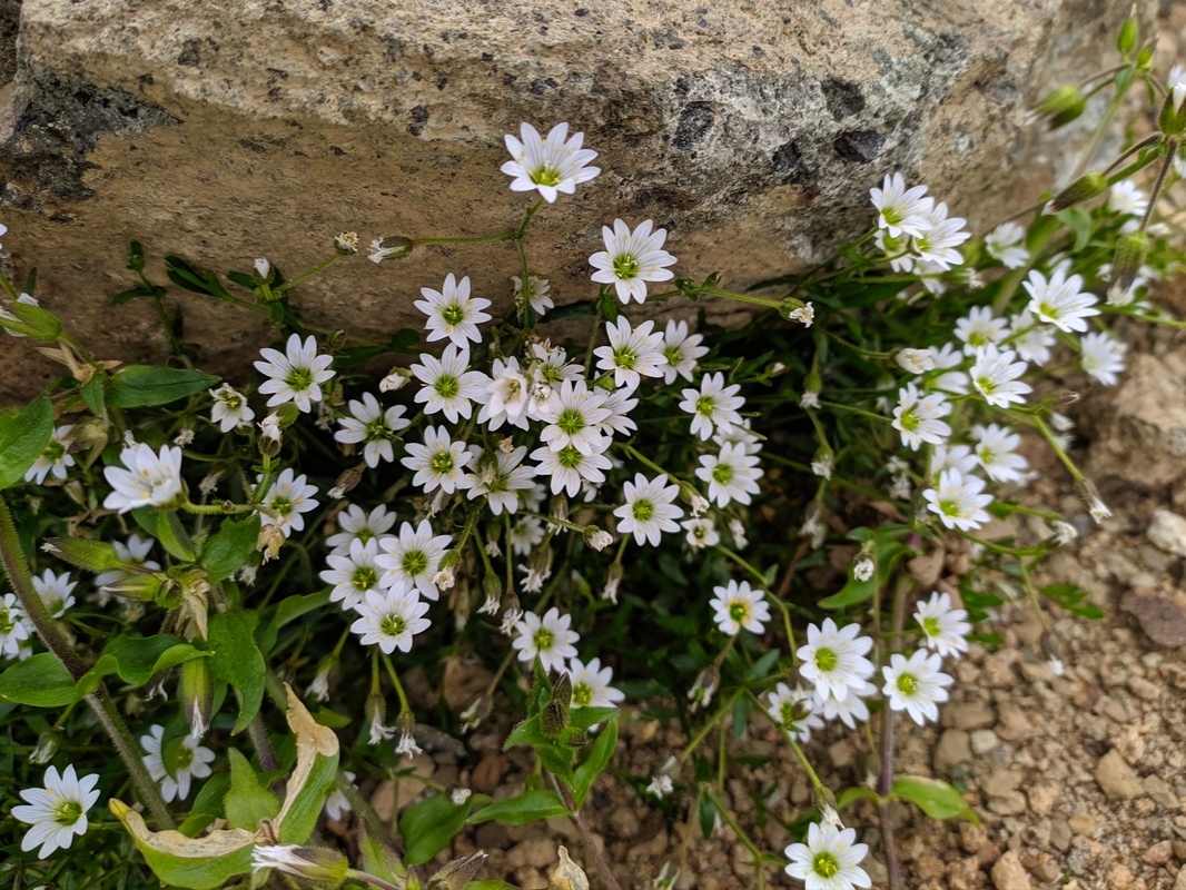 Image of Cerastium polymorphum specimen.