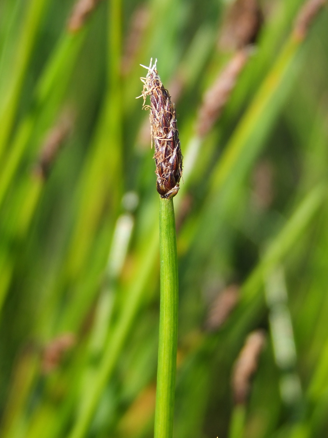 Image of Eleocharis palustris specimen.