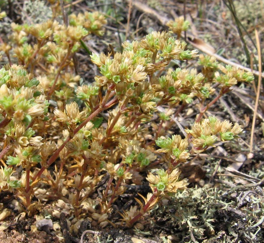 Изображение особи Scleranthus perennis.