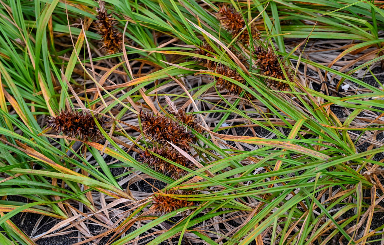 Image of Carex macrocephala specimen.