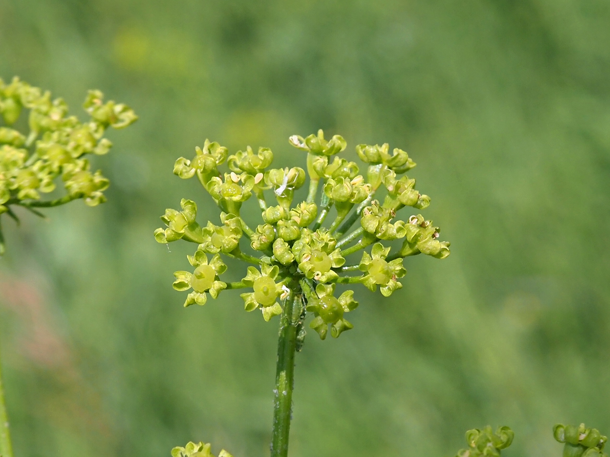 Image of Heracleum sibiricum specimen.