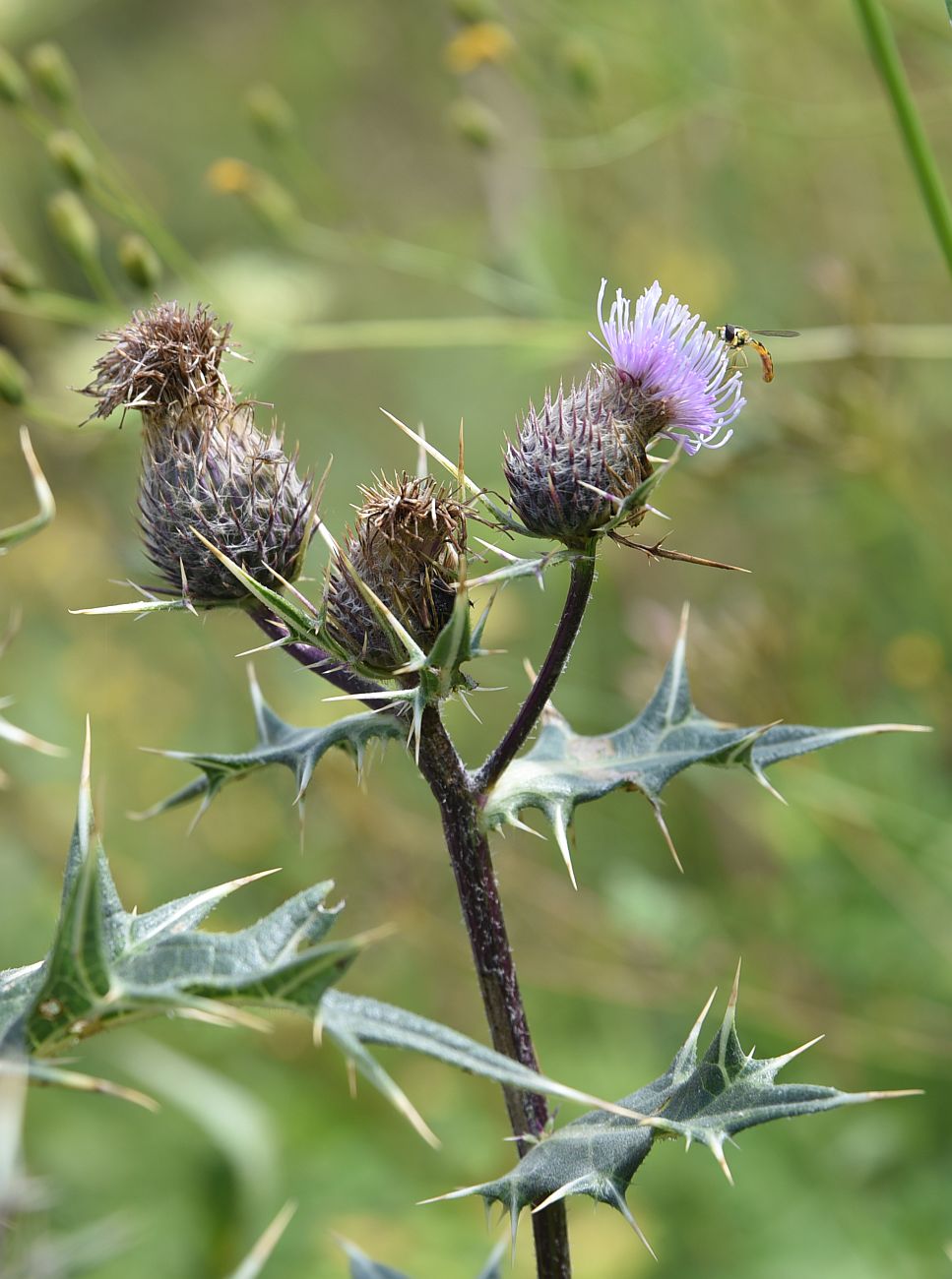 Изображение особи Cirsium ketzkhovelii.