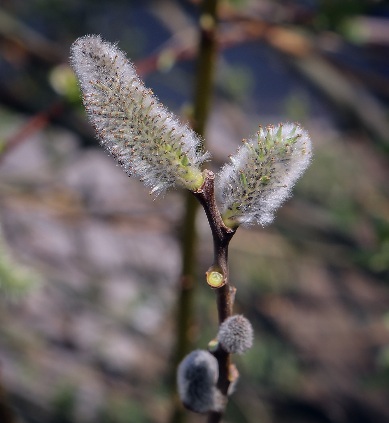 Image of Salix caprea specimen.