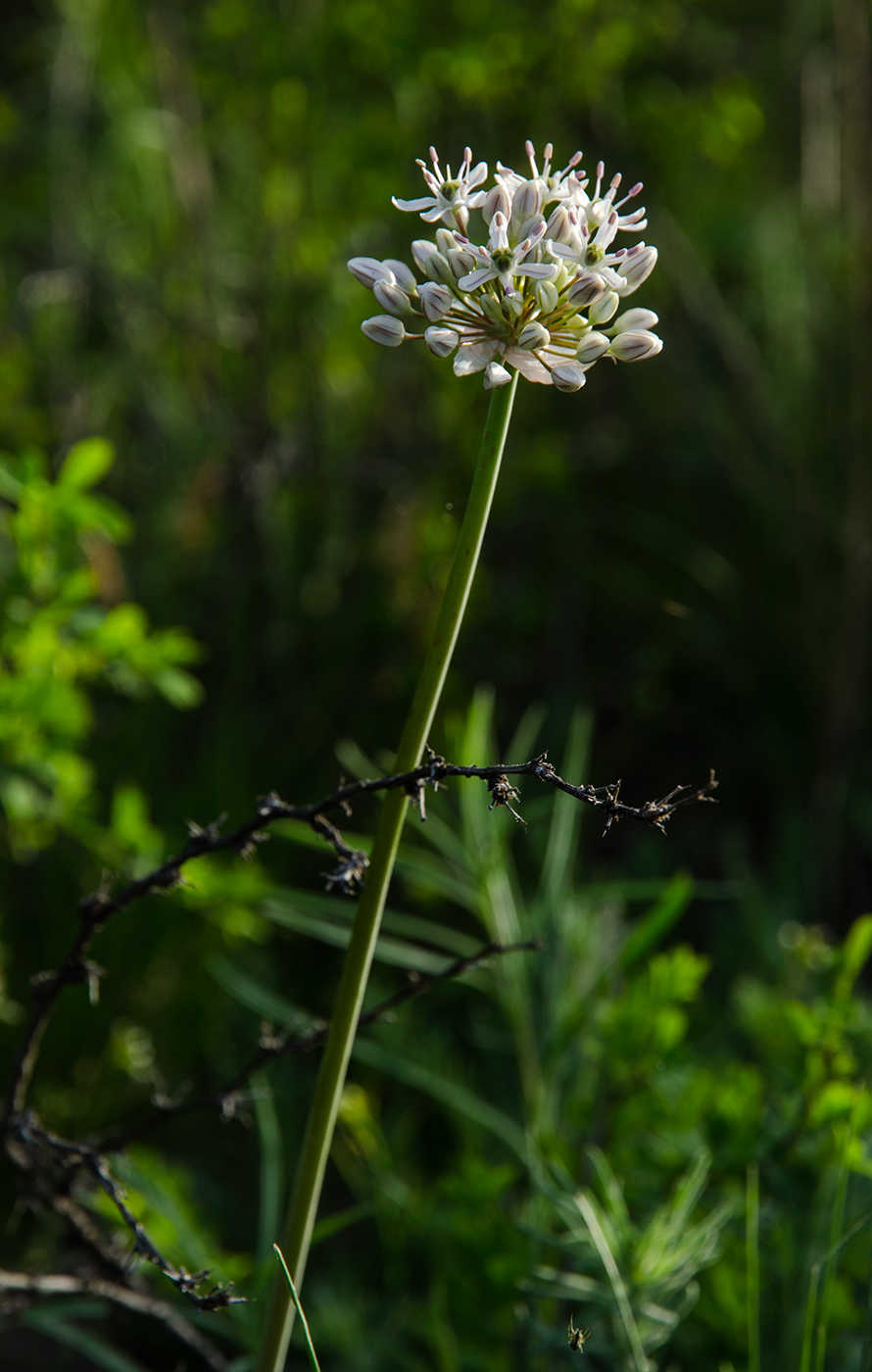 Image of Allium microdictyon specimen.