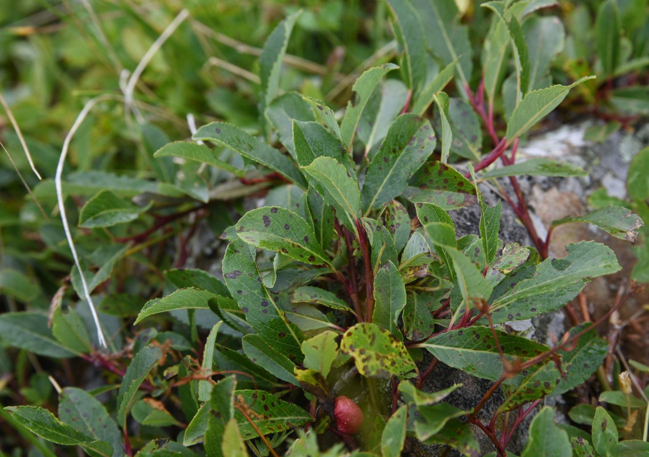 Image of Salix caucasica specimen.