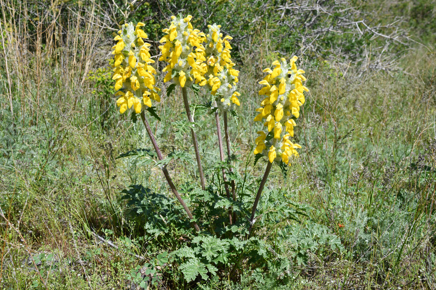 Изображение особи Phlomoides speciosa.