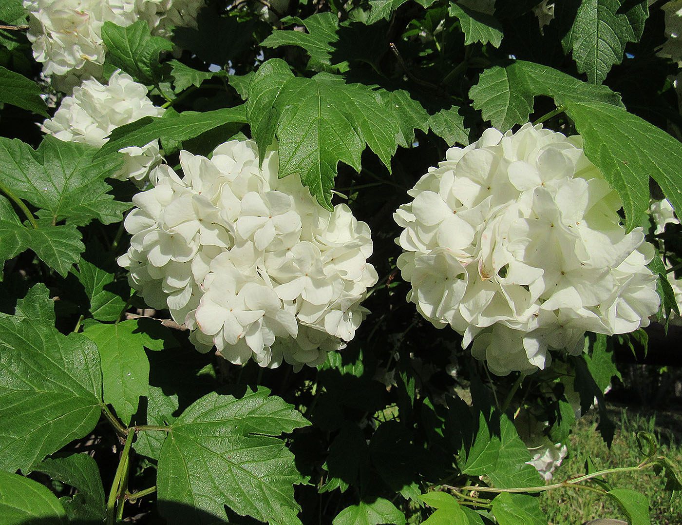 Image of Viburnum opulus f. roseum specimen.