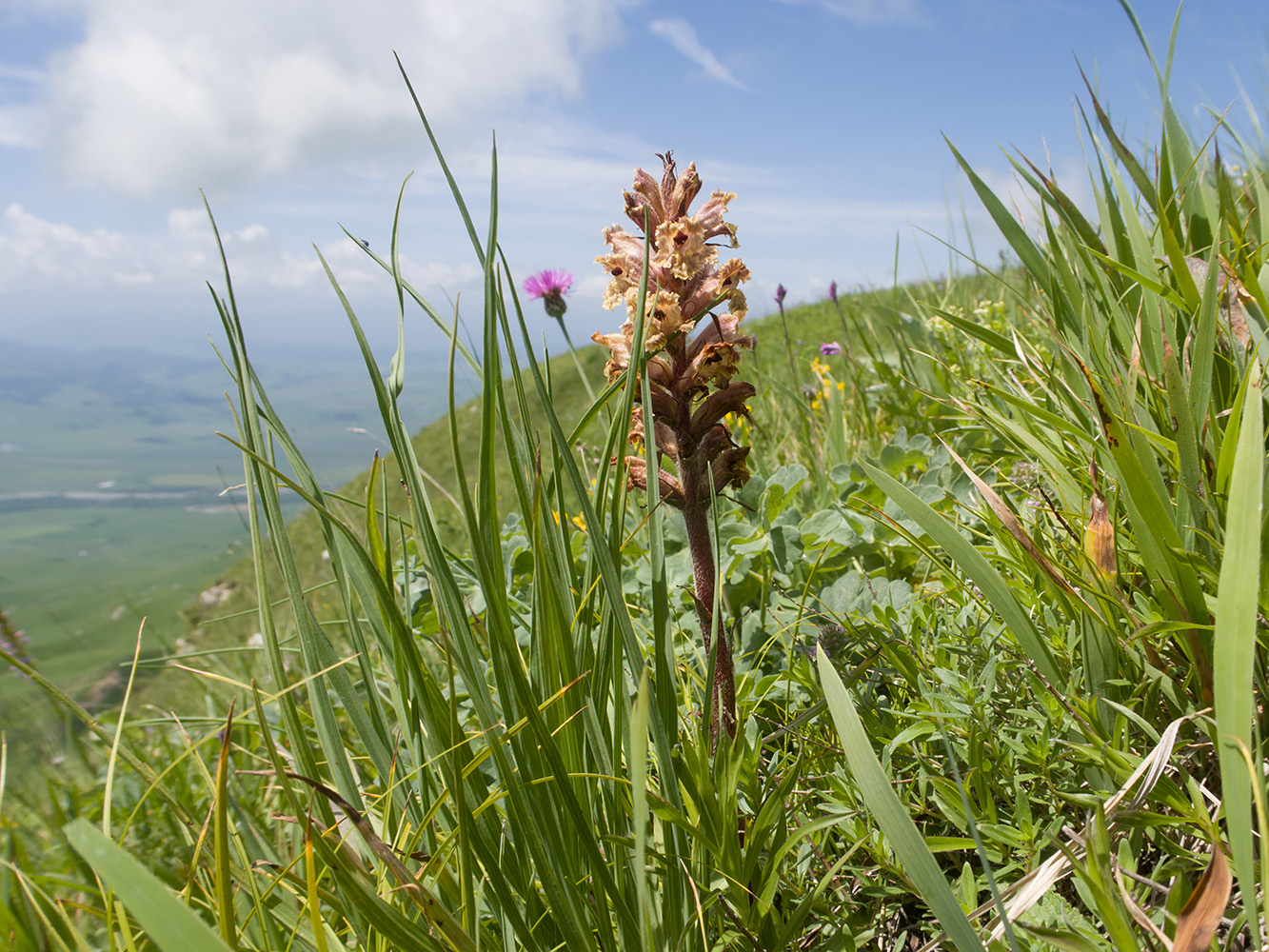 Image of Orobanche owerinii specimen.