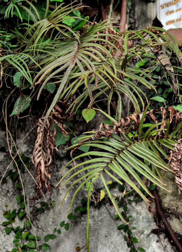 Изображение особи Pteris vittata.