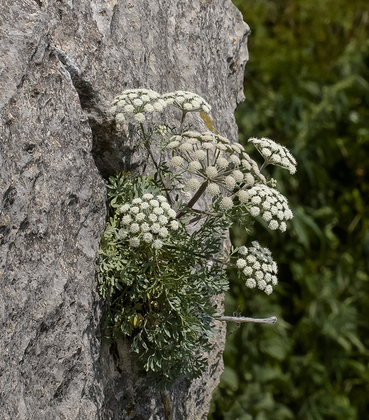 Image of Seseli petraeum specimen.