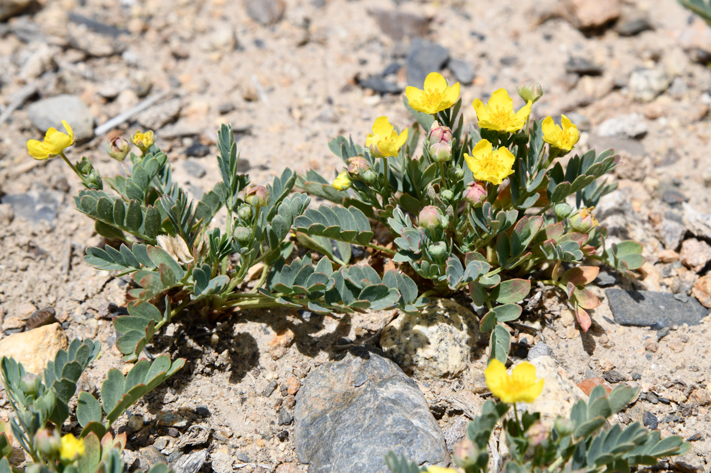 Image of Potentilla orientalis specimen.