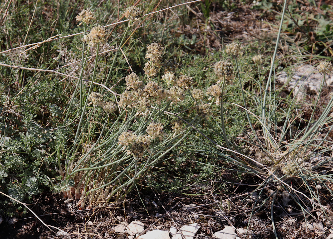 Image of Allium marschallianum specimen.