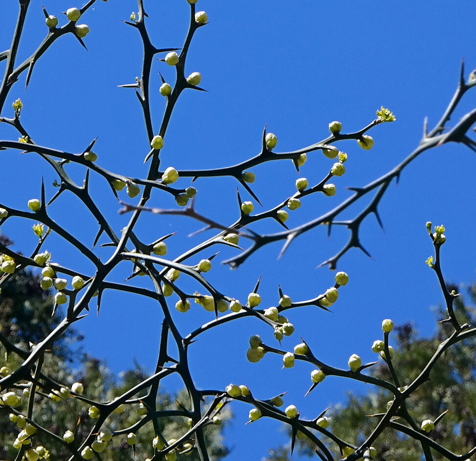 Image of Poncirus trifoliata specimen.