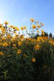 Helianthus tuberosus