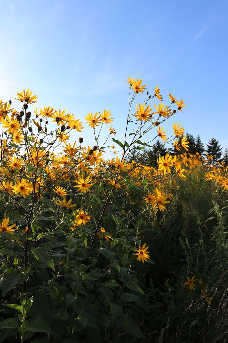 Изображение особи Helianthus tuberosus.