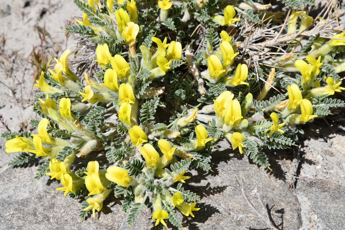 Изображение особи Astragalus lasiosemius.