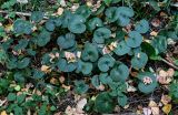 Asarum europaeum. Вегетирующие растения, усыпанные опавшими листьями Betula pendula. Московская обл., гор. округ Балашиха, Озёрный лесопарк, оз. Чёрное, смешанный лес. 15.09.2024.