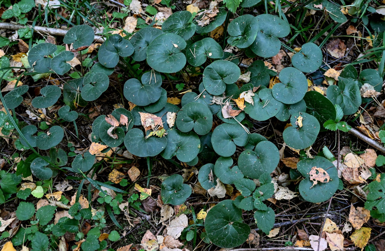 Изображение особи Asarum europaeum.