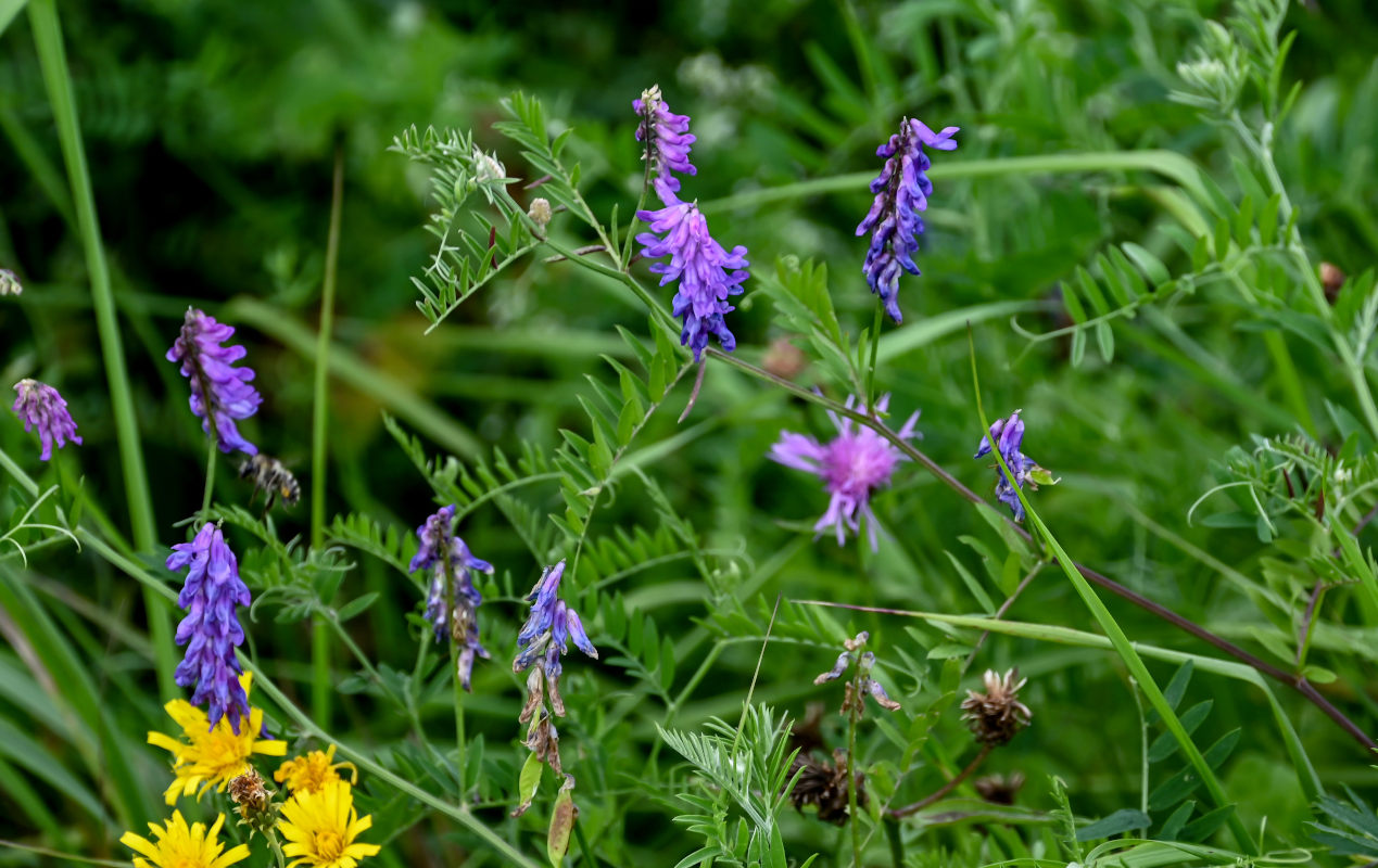 Image of Vicia cracca specimen.