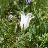 Campanula biebersteiniana. Цветок (белая форма). Чечня, Шаройский р-н, Снеговой хр., небольшой перевал в 4,6 км от Цумандинского перевала, выс. 2830 м н.у.м., альпийский луг. 25 июня 2024 г.