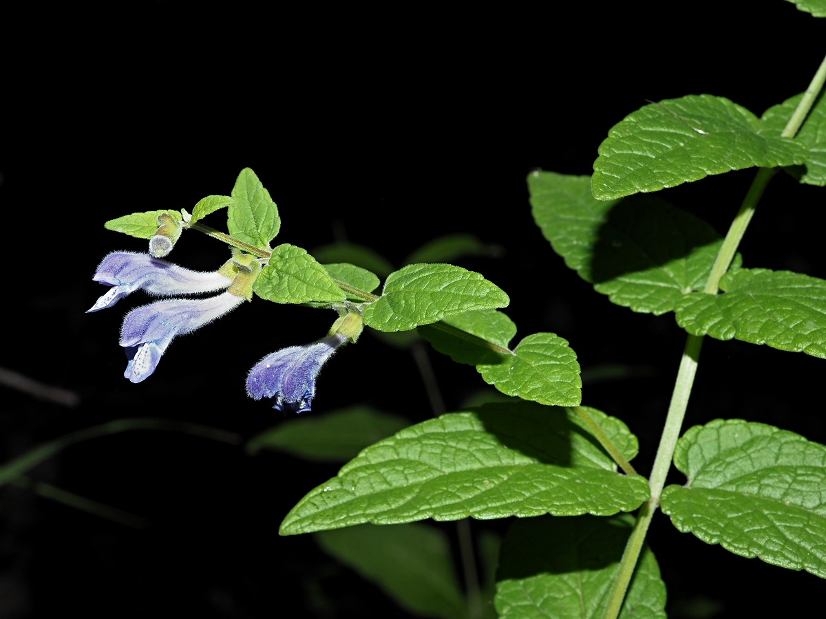 Изображение особи Scutellaria galericulata.