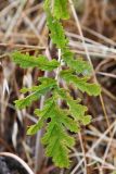 Phlomoides hissarica