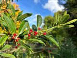 Rhamnus alaternus. Верхушка побега с плодами. Краснодарский край, г. Сочи, м-р Лазаревское, парковое озеленение. 03.11.2024.