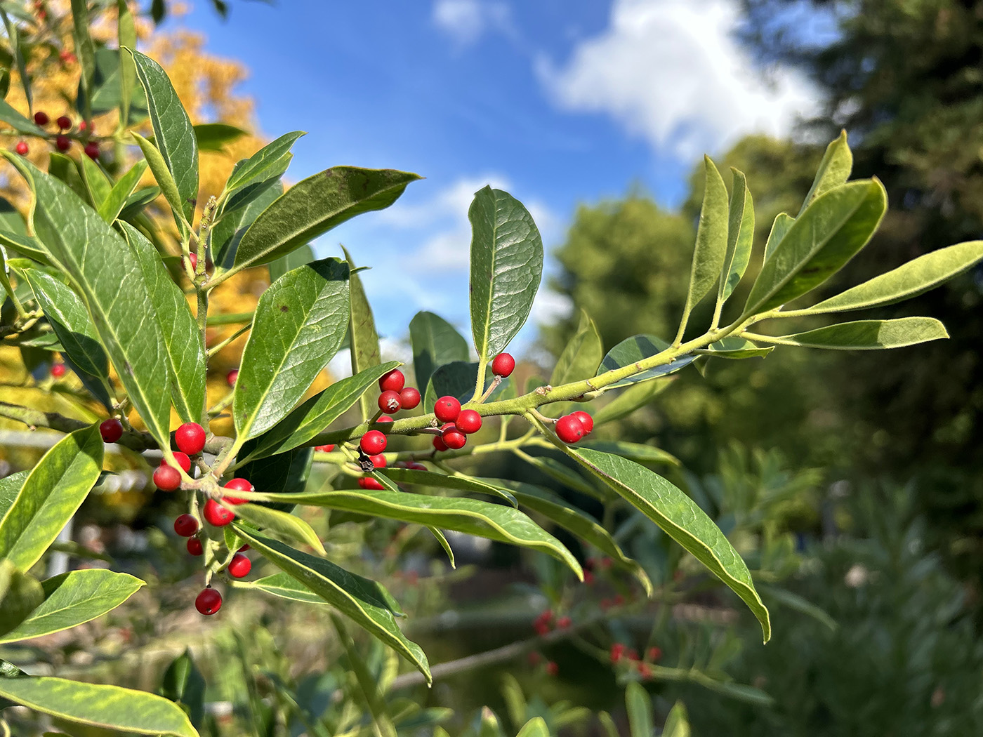 Изображение особи Ilex cassine.