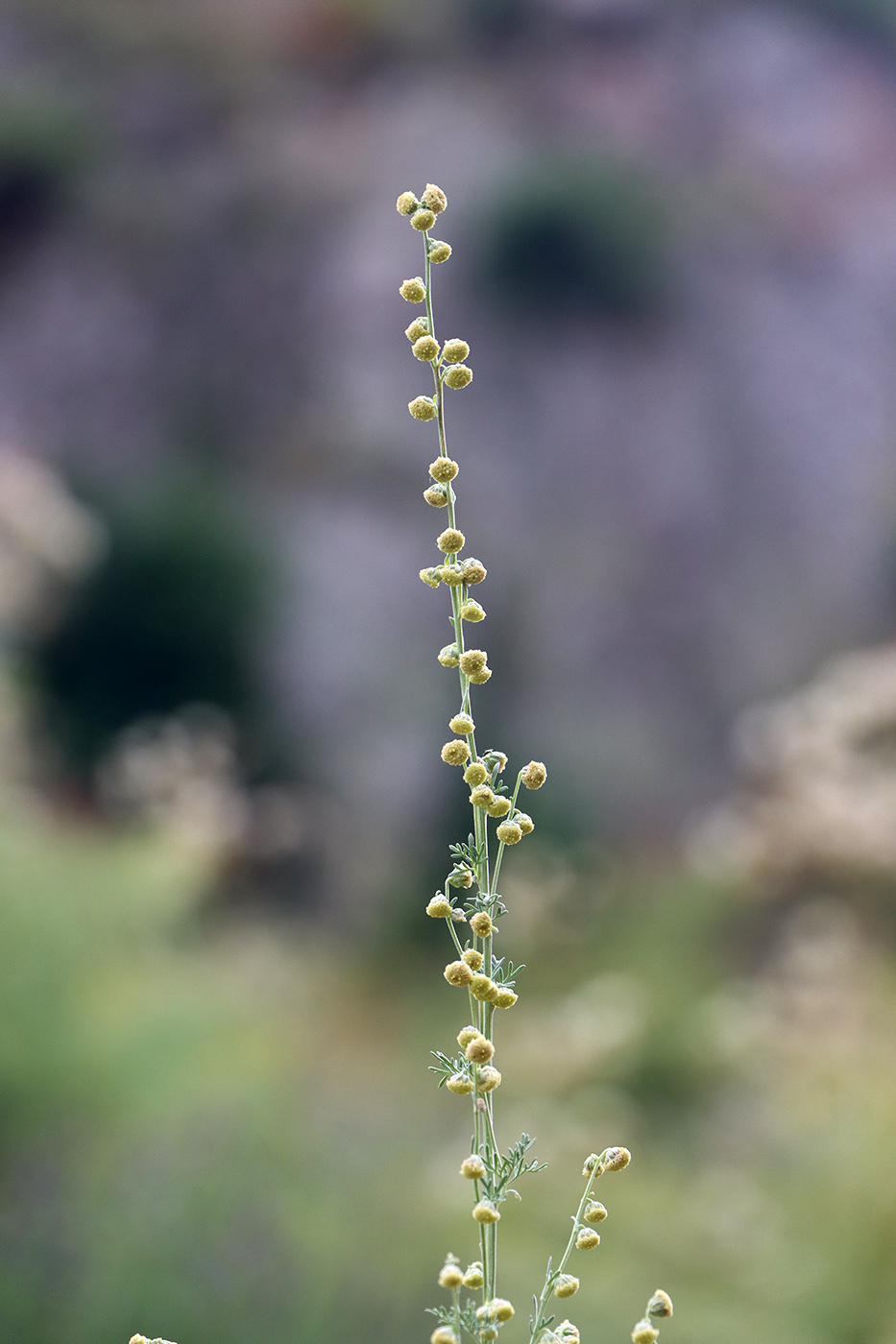 Image of Artemisia lehmanniana specimen.