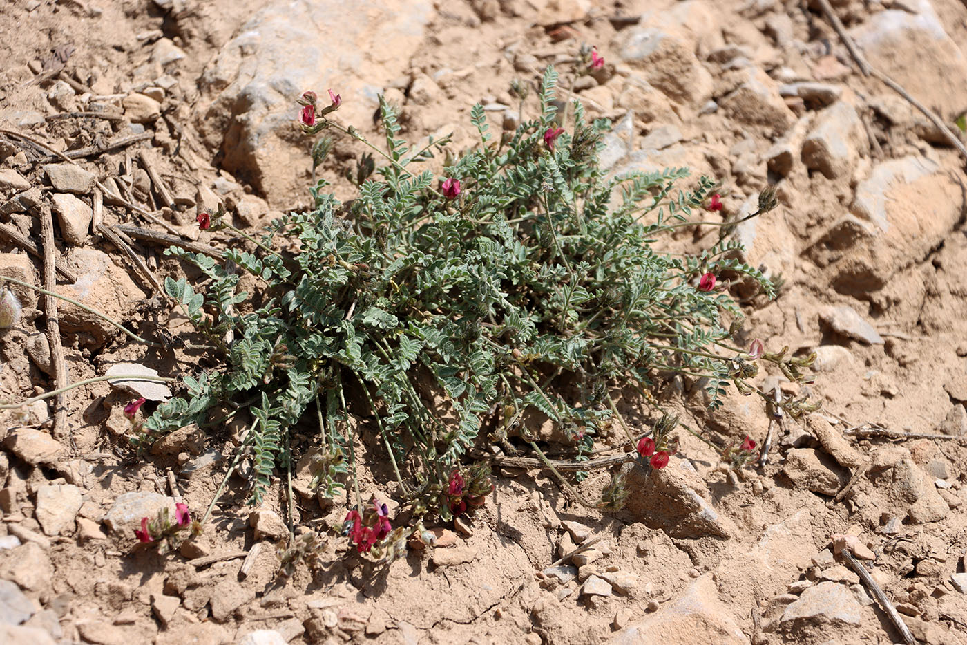 Изображение особи Oxytropis anaulgensis.