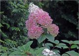 Hydrangea paniculata. Верхушка побега с соцветиями. Московская обл., Раменский р-н, окр. дер. Хрипань, садовый участок. 23.08.2024.