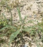 Astragalus alopecias