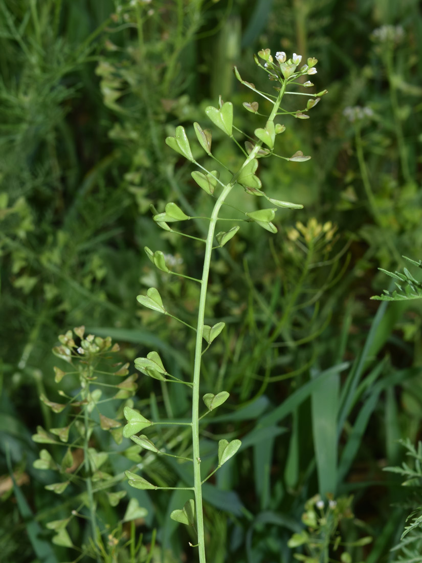 Image of Capsella bursa-pastoris specimen.