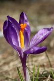 Crocus vernus. Цветок (доли околоцветника отогнуты). Ленинградская обл., Ломоносовский р-н, пос. Дубки, дачный участок. 29.03.2025.