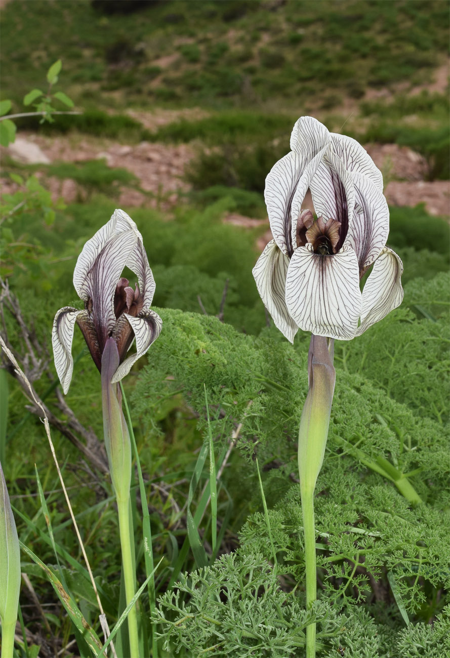 Image of Iris korolkowii specimen.