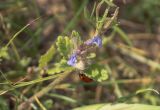 Lallemantia royleana