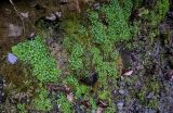 View full-size image Saxifraga cymbalaria