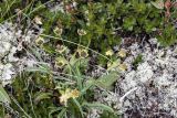 Смотреть изображение Bupleurum euphorbioides