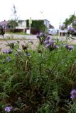 View full-size image Phacelia tanacetifolia