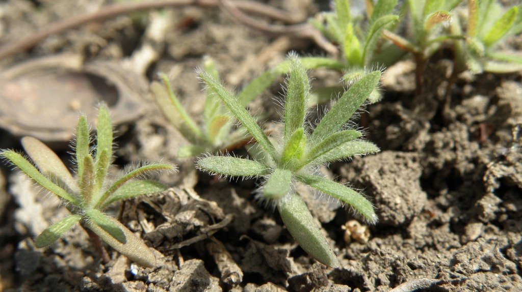 Изображение особи Bassia scoparia f. trichophylla.