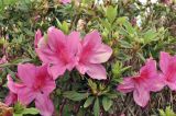 View full-size image genus Rhododendron
