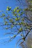 View full-size image Lonicera tatarica
