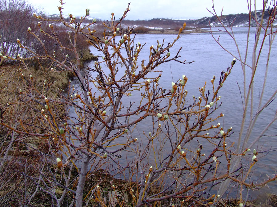 Image of Salix lanata specimen.