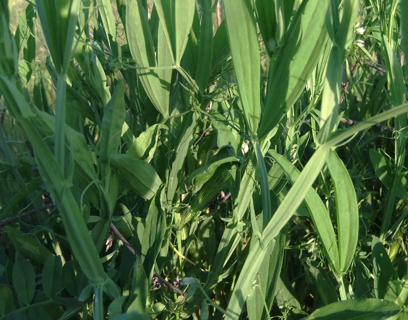 Image of Lathyrus sylvestris specimen.